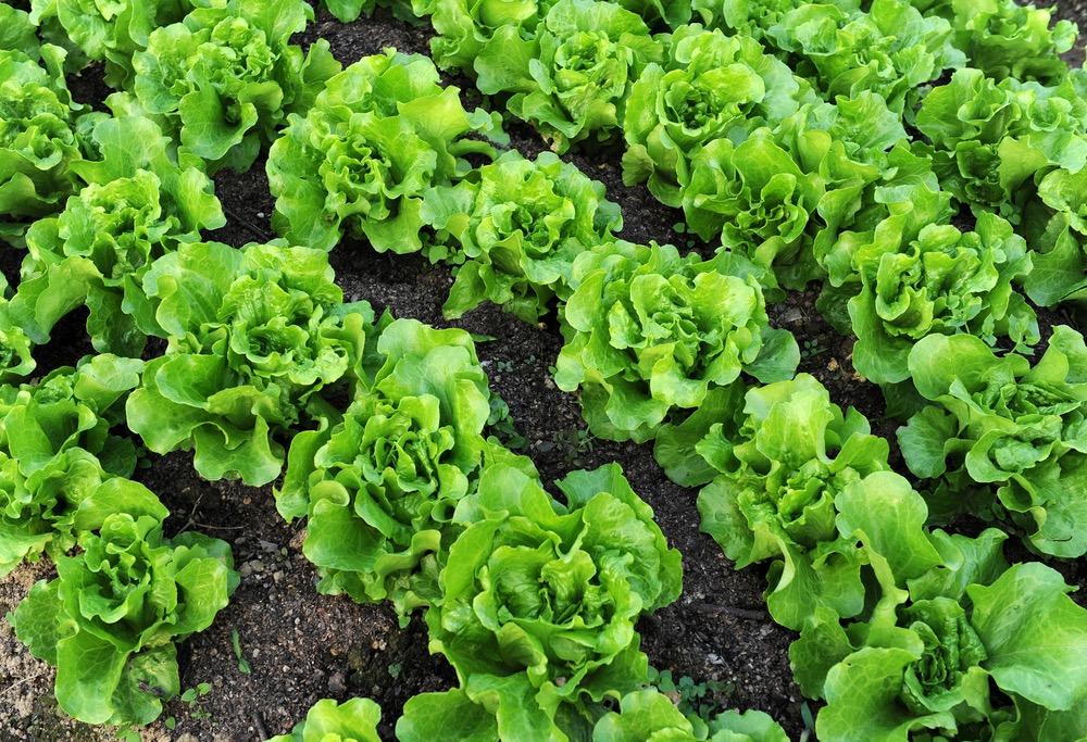 Lettuce Planting Seeds There are numerous varieties to choose from. Seeds are normally sown outside from March onwards. Draw a shallow line in the soil to a depth of about 1.