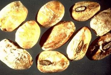 canker, and Phomopsis seed decay of soybeans is caused by the Diaporthe/ Phomopsis complex of fungi.