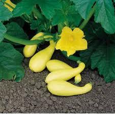 Yellow Crookneck Summer Easy-to-grow, bush, yellow summer squash has been a favorite for over 150 years.
