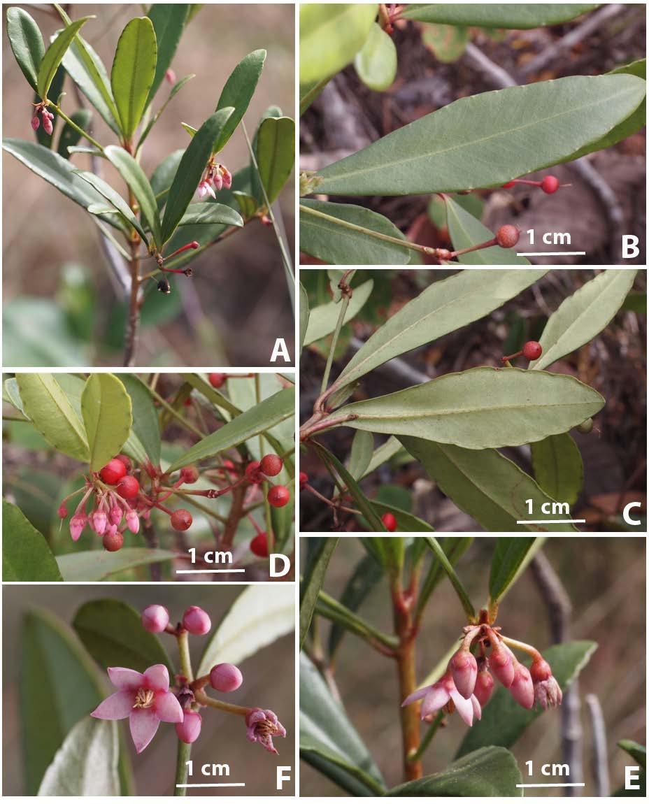 Taiwania Vol. 62, No. 2 Fig. 2. Ardisia crenata subsp. obtusifolia. A. Branch with inflorescences. B. Adaxial side of leaf. C. Abaxial side of leaf. D.