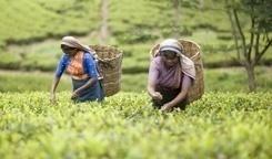 tea farmers.