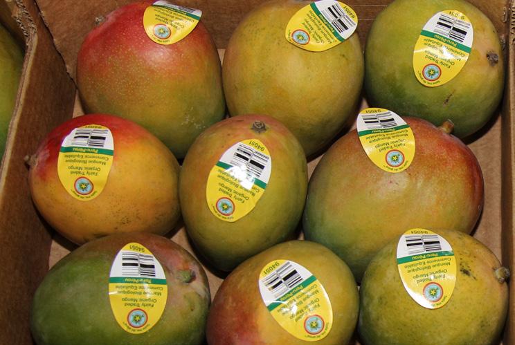 Organic Ataulfo Mangos from Mexico remain in good supply. The crop is sizing bigger than it had been to start and we will transition into bigger sized fruit for mid-march!