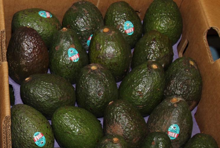 We will get our first shot of California Organic Hass Avocados early next week. Pricing of the 48ct CA fruit will be similar to the Mexican 48ct.