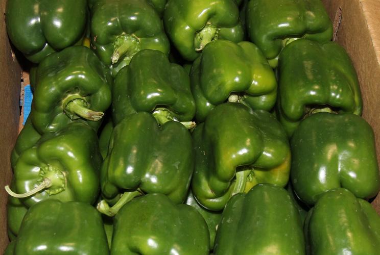CV green peppers CV ONIONS CV cucumbers Green Peppers are in better supply out of Florida this week.