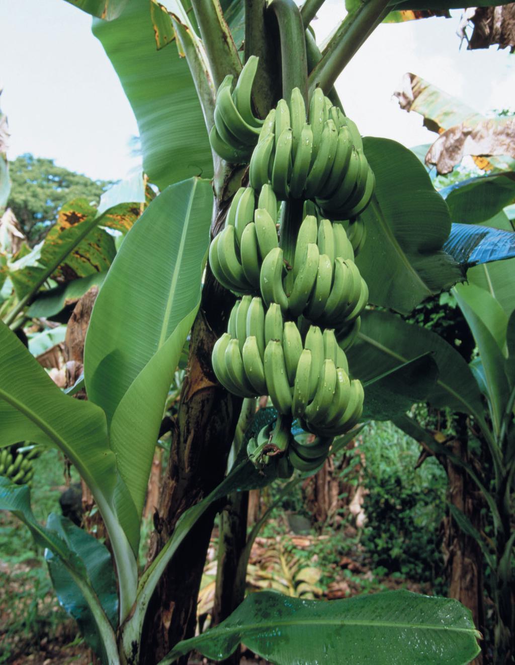 SEARCH LIGHT Plantains are a) bananas that aren t