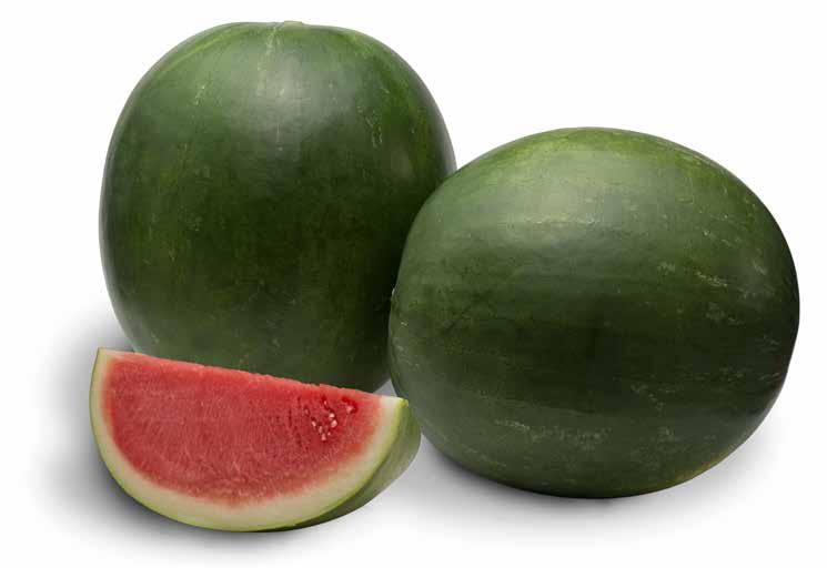 Sugar Baby Seedless 9601 F1 9651 F1 Triploid Strong Triploid Medium Late Round to oval Late Round to oval 16-20 lbs. (7-9 kg) Green background with very faint stripes 18-22 lbs.
