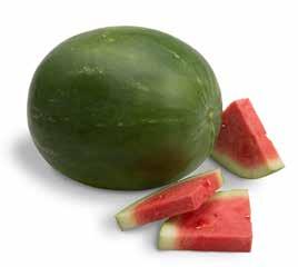 (5-7 kg) IR: Fon: 1 Strong Round Solid dark green Fruit Characteristics: Uniform medium size fruit Areas of