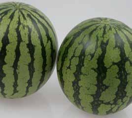 5 kg) IR: Very strong Round Light green background with wide, indistinct, dark green stripes Fruit Characteristics: Firm, bright red flesh, good rind thickness, high Brix, very attractive