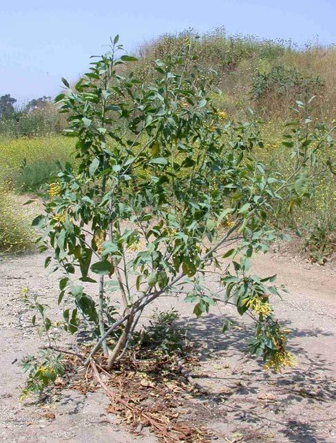 Tree Tobacco (Nicotiana glauca) Key Identifying Traits: Tubular