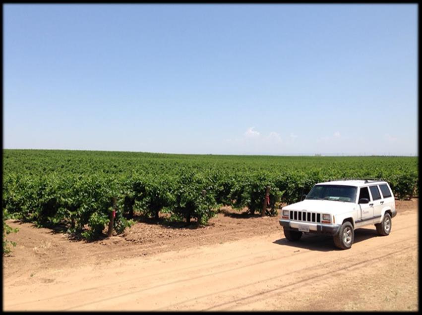 Plnt Mteril nd Reserch Site Merlot (01)/Freedom Plnted in 1998 Locted in Merced County 80 cre reserch