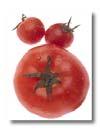 C ( F) C ( F) C ( F) Respiration Ethylene - - from Breaker stage Effect of temperature on Tomato fruit ripening Good temperature range: - C (- F) Best temperature: C ( F) Ripened from Breaker Stage