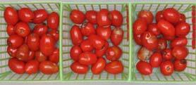 Visual quality vs shrivel. A. Shrivel score vs % weight loss Grape tomatoes show typical chilling symptoms when transferred.
