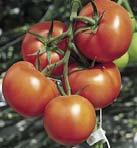 Tomatoes and -MCP (SmartFresh ) ppb -MCP at C ~.
