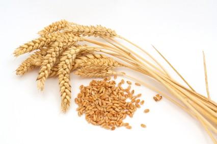 your allergies, try eating alternative grains like barley or oat flour. If you can eat these without reaction, then wheat and not gluten is your culprit.