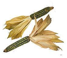 raise an early form of corn called Maize.