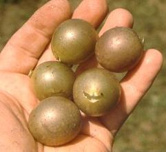 Desirable Traits for a New Muscadine Cultivar 4. Dry stem scars and firm flesh.
