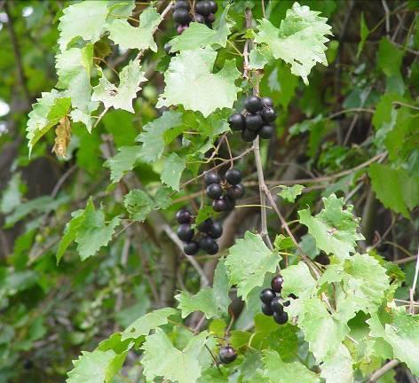 Native Muscadines Found growing wild