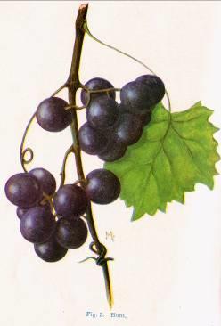 History of the UGA muscadine program First era: 1909-1938 H.P. Stuckey and J.G. Woodroof 3 female vines and 2 male vines used as parents.