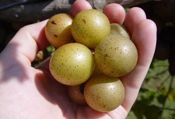 'Fry' muscadine 'Fry' most important fresh use cultivar developed, 9.3 g / berry.