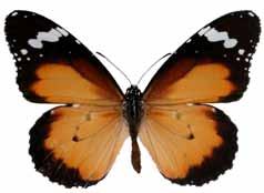 BUTTERFLY IDENTIFICATION CHART Sheet 4 Orange Ochre Trapezites eliena a very rare skipper in the Lower South East of SA natural forests where the