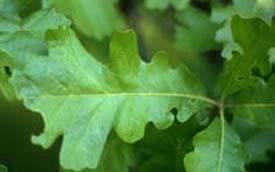 Bur Oak ( Quercus macrocarpa ) Hardiness Zone: 3-8 60-75 feet Mild