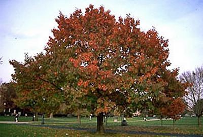 Northern Red Oak (Quercus rubra ) Hardiness Zone: 4-9 60-75 feet Fall color varies