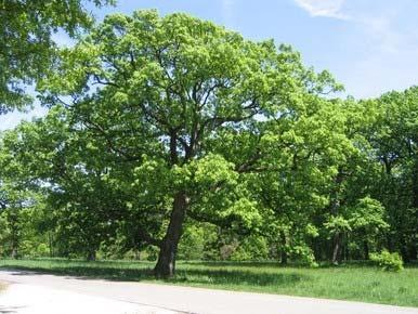Swamp White Oak ( Quercus bicolor ) Hardiness Zone: 4-8 50-60 feet Yellow to yellow brown fall