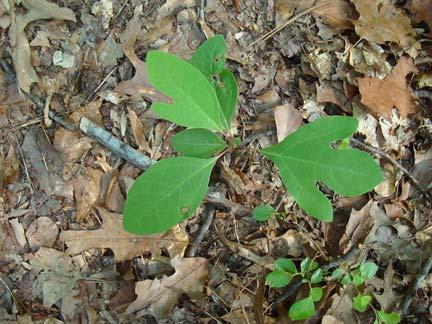 Sassafras can be found on virtually all soil types but it prefers rich, well-drained sandy loam.