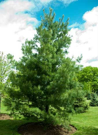Eastern White Pine (Pinus strobus ) Hardiness Zone: 3-8 50-80 feet Evergreen needles, bluish green.