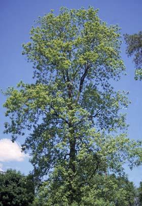 Bitternut Hickory ( Carya cordiformis ) Hardiness Zone: 3-7 70 feet The single most distinctive feature of Bitternut