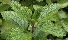 Lemon Balm Flowers: Clusters of white ½ long tubular flowers. Leaves: Opposite, toothed edge, bright green leaves. Uses: Cooking, Cosmetic, Teas, Crafts.