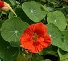Nasturtium Flowers: Cream, red, orange or yellow funnel shaped flowers. Leaves: Round, wavy or slightly lobed leaves. Uses: Cooking, Cosmetic.