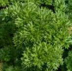 Parsley Flowers: Greenish yellow Queen Anne s lace flowers. Leaves: Deep green, ferny, curled and ruffled leaves. Uses: Cooking, Cosmetic.
