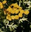 Tansy Flowers: Clusters of bright yellow button like flowers. Leaves: Ferny, tooth edge leaves divided in to about 12 leaflets.