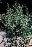 Harvest: Harvest leaves anytime. Perennial Partial Shade 36 to 48 36 to 48 Average Well Drained, Moist Tarragon, French Flowers: Small, round inconspicuous flowers.