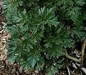 Wormwood Flowers: Yellowish-green round clusters of flowers. Leaves: Ferny, gray-green, deeply divided leaves with soft fine hairs.