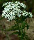 Harvest: Harvest when plants are in bloom. Perennial Full Sun 48 36 Moderate Well Drained Yarrow Flowers: White, yellow, pink and purple flattened clusters of flowers.