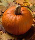 Pumpkin Day to Germination: 6-10 Good Companion: Celeriac, Celery, Corn, Onion, Radish. Bad Companion: Potato.