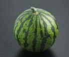 Watermelon Day to Germination: 3-5 Good Companion: Corn Bad Companion: Potato Sow Indoors: 3 weeks before transplanting.