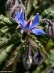 Borage Flowers: ¾ diameter, clear blue, star shaped flowers. Leaves: Broad, hairy leaves with prominent veins. Uses: Cooking, Vinegars, Crystallizing, Medicinal.