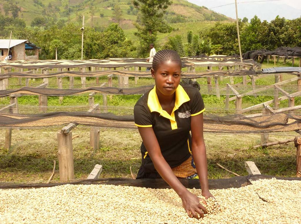 Democratic Republic of the Congo Congo Kivu (SOPACDI) SOPACDI is a co-operative of coffee farmers in the east of the Democratic Republic of the Congo.