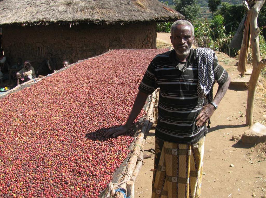 Ethiopia Ethiopia Harar (OCFCU) Oromia Coffee Farmers Cooperative Union (OCFCU) is a tribally based co-operative union which was established in 1999, covering all the areas where the Oromo people