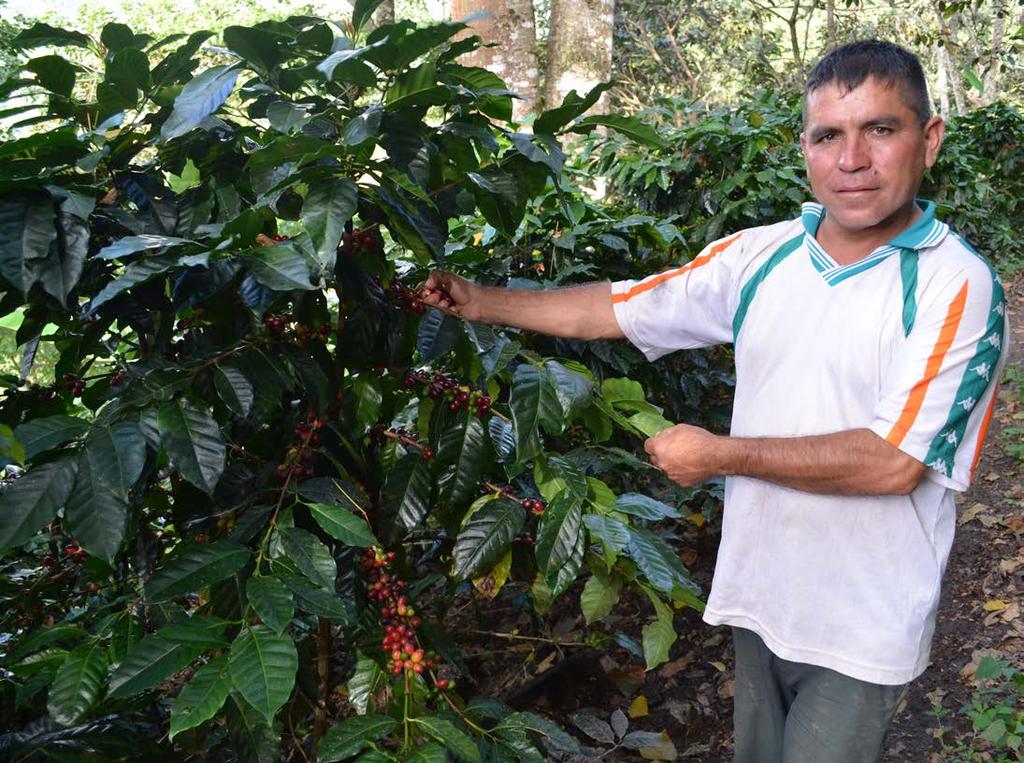 Peru Peru Norte (CENFROCAFE) CENFROCAFE is an association of coffee producers from high in the Andes in the north of Peru near the border with Ecuador.