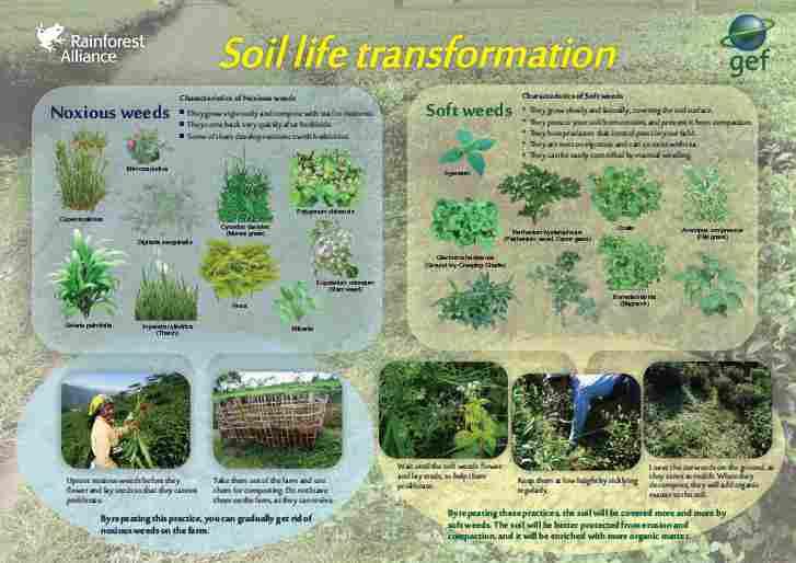 fmdaiagr fnod osu Give one Soil Life Transformation poster to each