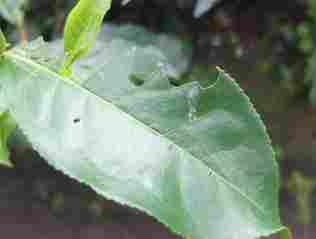 collected in advance. Take them out one by one, and ask: Which pest has attacked this leaf? How did that pest make this damage?