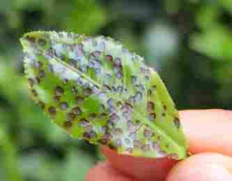 2. Helopeltis damage After any participant says that these leaves have been