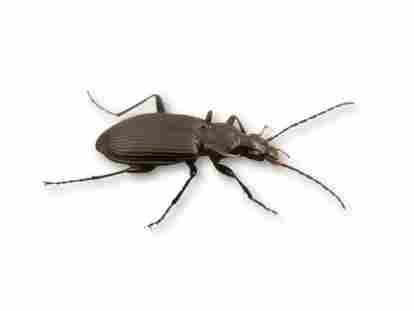 ks. Spined soldier bug They kill your pests by