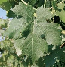 Regulations In France, Cabernet franc N is officially listed in the "Catalogue of vine varieties".
