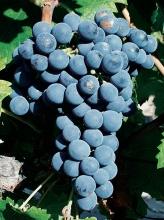 Hungary, Italy, Malta, Netherlands, Portugal, Czech Republic, Slovenia Use Wine grape variety Evolution of area under vines in France 1958 1968 1979