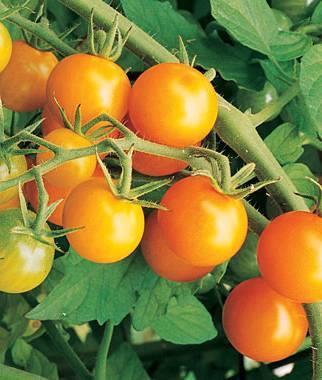 Supersweet 100 Red cherry tomato. Disease resistant. Long, productive season. Indeterminate.